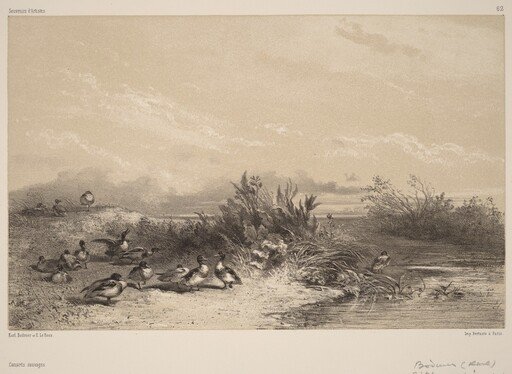 Canards Sauvages