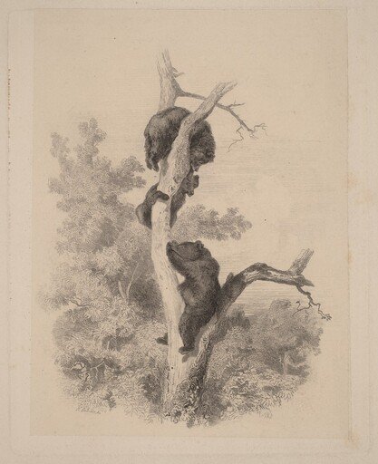 Les ours