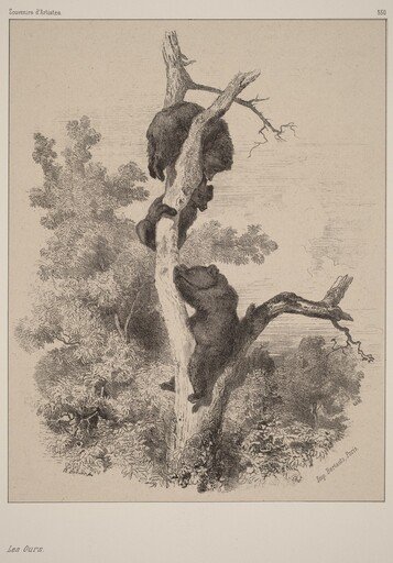 Les ours