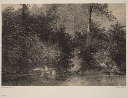 Canards