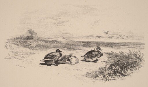 Canards Sauvages