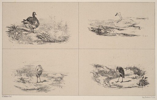 Oies, Cygnes, herons