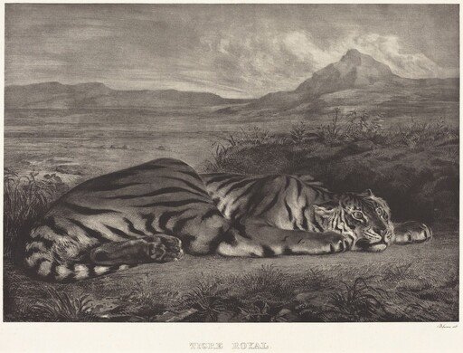 Royal Tiger (Tigre Royal)
