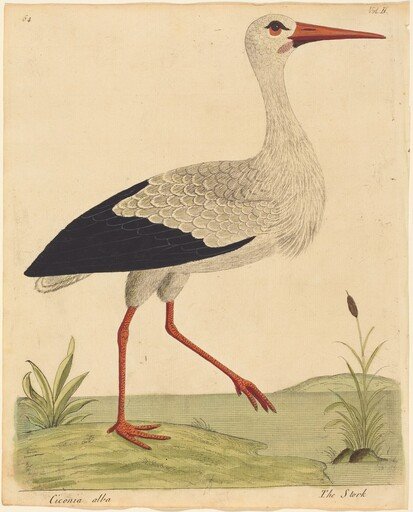The Stork (Ciconia Alba)