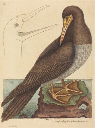 The Booby (Pelecanus Sula)