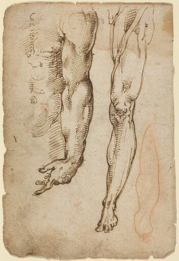 Anatomical Studies