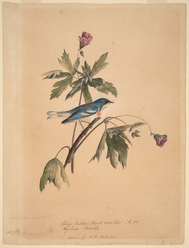 Blue Yellow Back Warbler