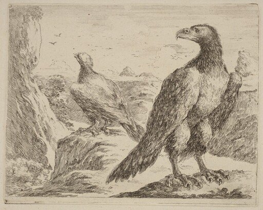 Two Eagles, Both with Heads Turned to the Left