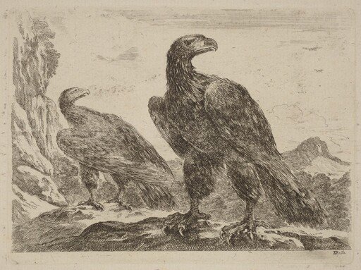 Two Eagles, Both with Heads Turned to the Right