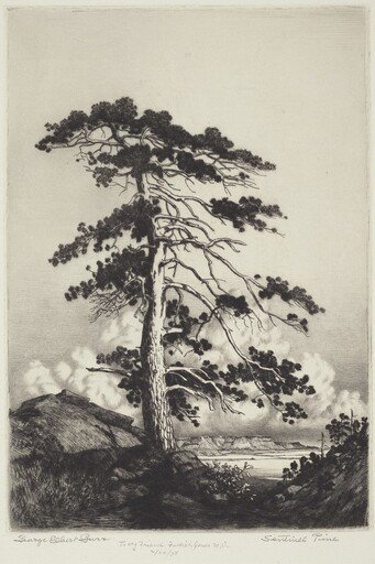 Sentinel Pine