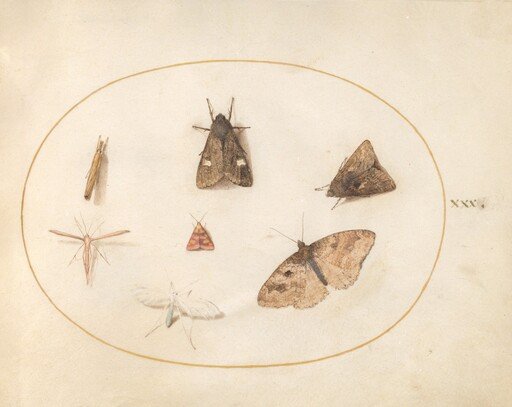 Plate 30: Seven Moths