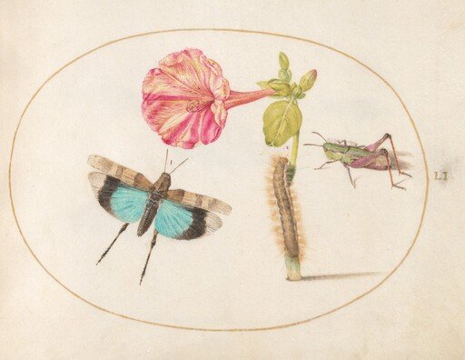 Plate 51: Grasshoppers and a Caterpillar with a Four O'Clock Flower