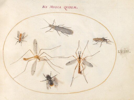 Plate 58: A Bee and Five Other Insects