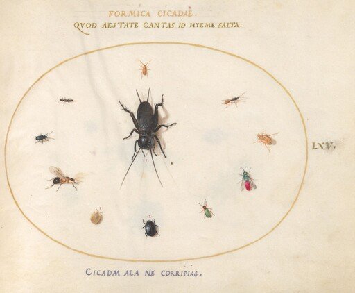 Plate 65: A Cricket Surrounded by Insects, Including a Ruby-Tailed Wasp