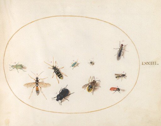 Plate 73: Ten Insects