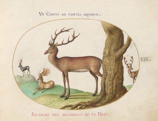 Plate 19: Four Types of Stags