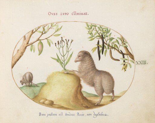 Plate 23: A Fat-Tailed Sheep, a Sheep with a Long Tail, a "Cassia purgatrix,"and Other Plants