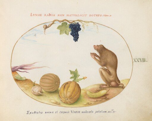 Plate 28: A "Tartarine" (Barbary Macaque?)  with Fruit and a Snail