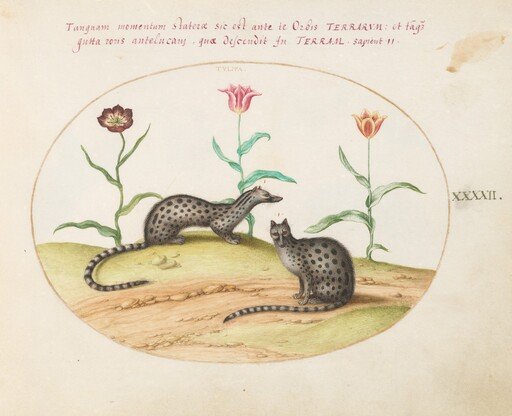 Plate 42: Two Genets or Civet Cats with Tulips