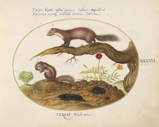 Plate 46: Stone Marten, Chipmunk, and Moles with a Marigold and Lettuce