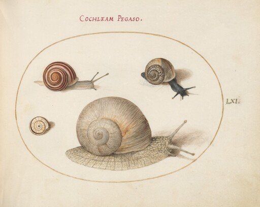 Plate 61: Four Snails