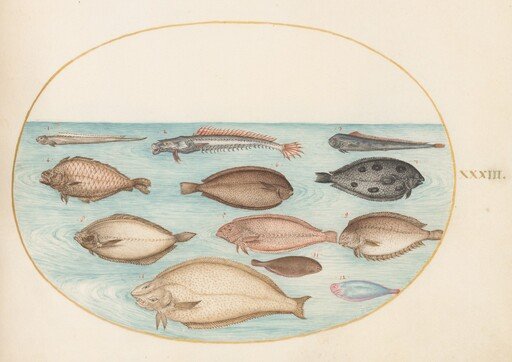 Plate 33: Sole and Other Flatfish with Bandfish(?)