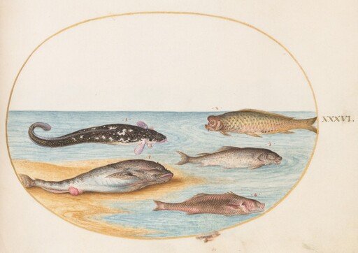 Plate 36: Five Fish, Including Carp(?)