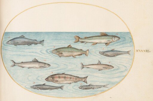 Plate 42: Nine Fish