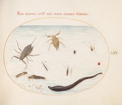 Plate 56: Water Scorpion, Water Measurer, Pond Skater, Red Water Mite, Leech(?), and Other Water Insects
