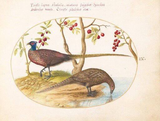Plate 9: Two Pheasants with Fruiting Plants