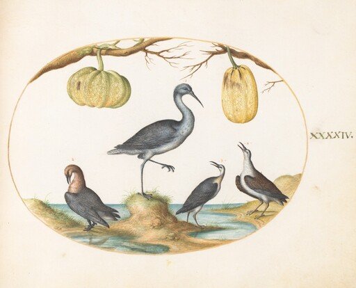 Plate 44: Godwit(?) and Sandpipers with Two Gourds