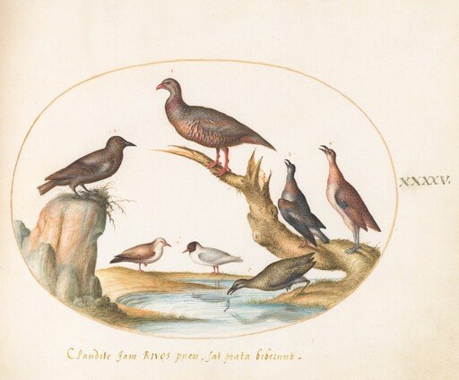 Plate 45: Spotted Nutcracker and Shore Birds