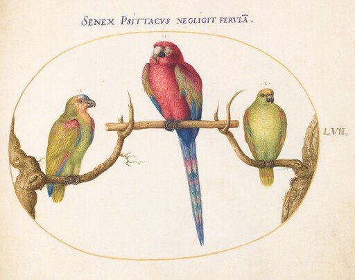 Plate 57: Scarlet Macaw with Two Smaller Green Parrots
