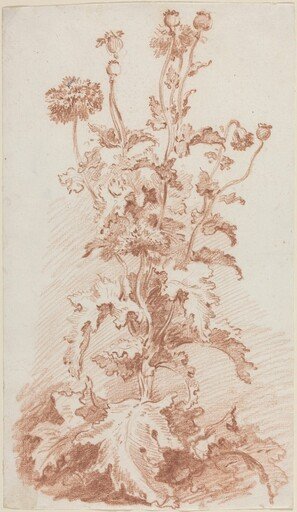 Poppies with Seed Pods