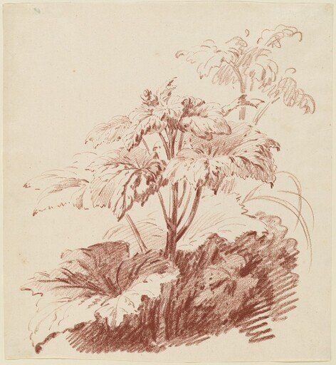 Flowering Plant with Buds