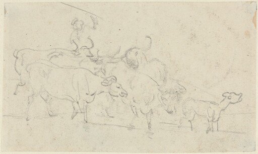 Cattle