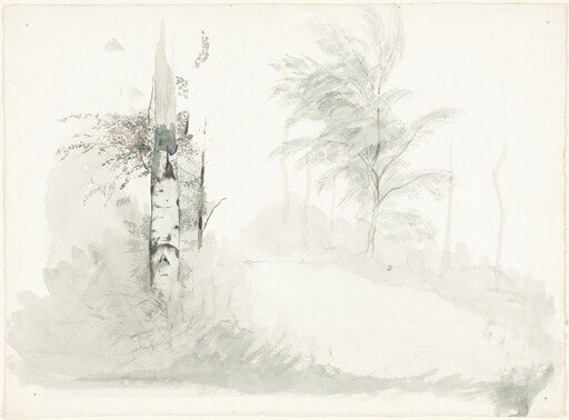Tree Study