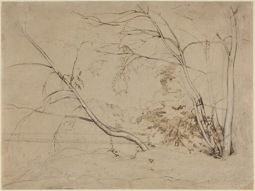 Clump of Trees at Civita Castellana