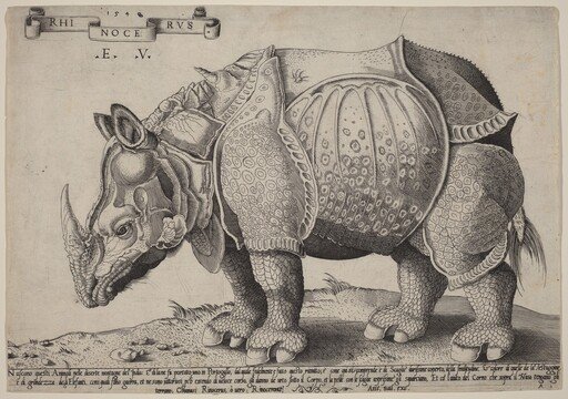 Rhinoceros