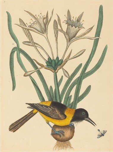The Yellow and Black Pye (Oriolus Icterus)
