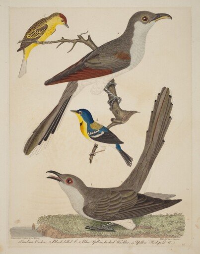 Carolina Cuckoo, Black-billed Cuckoo, Blue Yellow-backed Warbler, and Yellow Red-poll Warbler