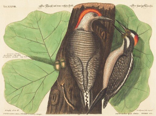 The Red Bellied Woodpecker (Picus Carolinus)