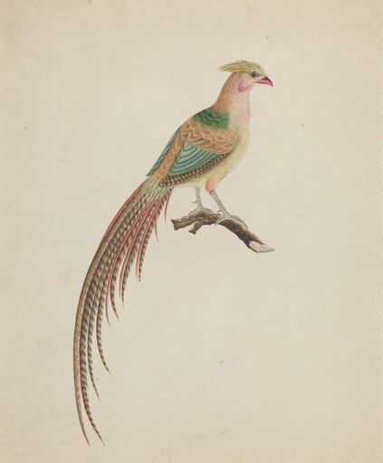Golden Pheasant (Chrysolophus pictus)