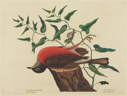 The Fieldfare of Carolina (Turdus migratorius)