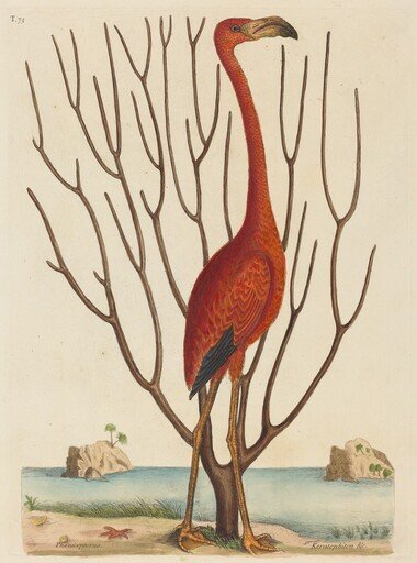 The Flamingo (Phoenicopterus ruber)