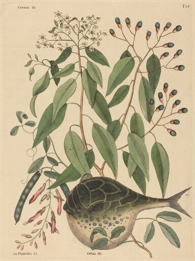 The Globe Fish (Tetrodon lagocephalus)
