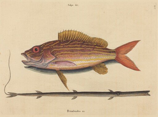 The Lane-snapper (Sparus synagris)