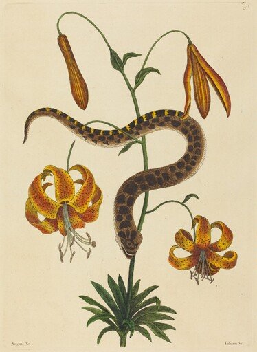 The Hog-nose Snake (Boa contortrix)