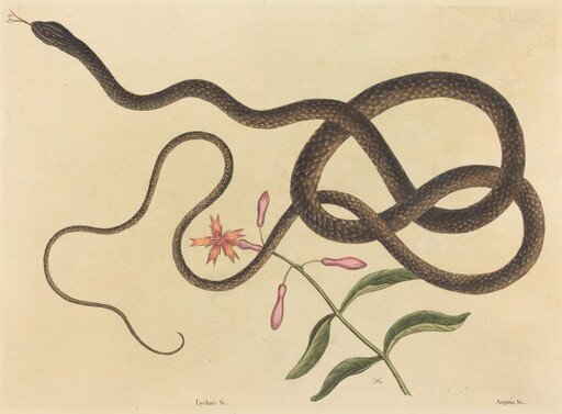 The Coach-whip Snake (Coluber flagellum)