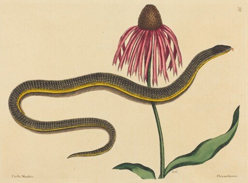 The Glass Snake (Anguis ventralis)
